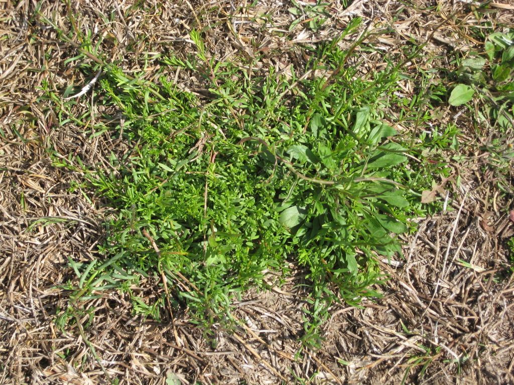 Centipede preemergent Lawn Care Forum